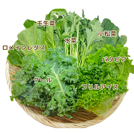 野菜写真